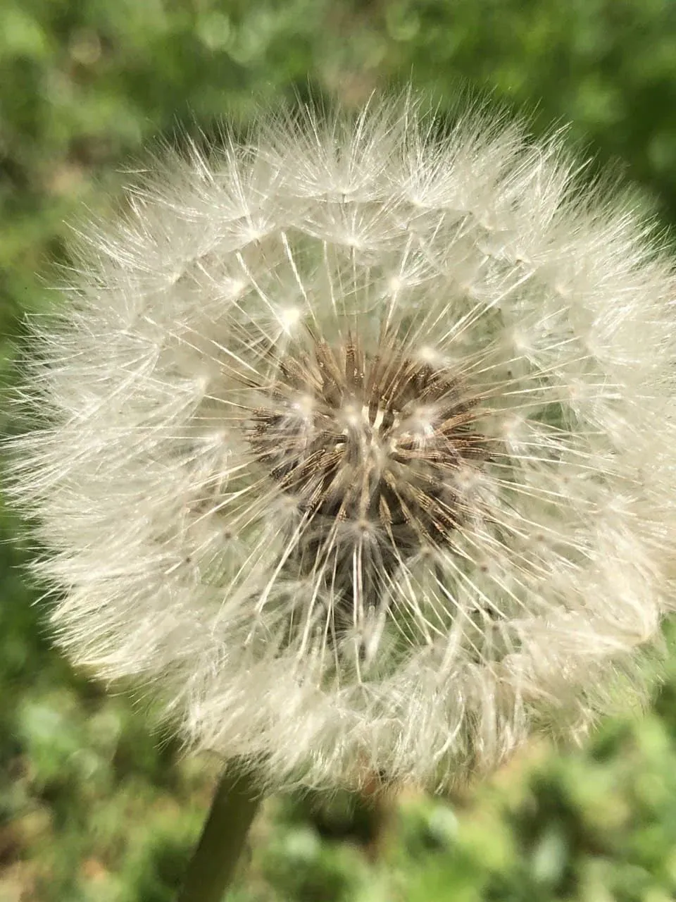 A dandelion seed head, a round white puff against green grass.