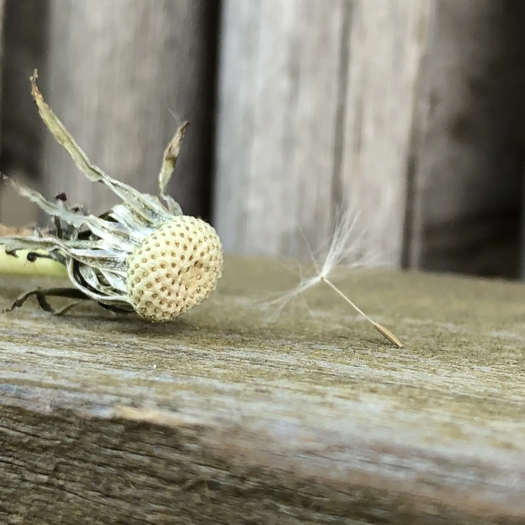 A spent dandelion head on a wooden rail, with one seed drifting loose.