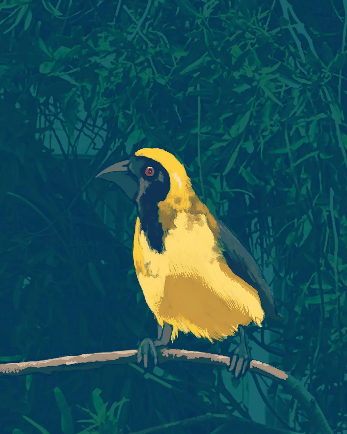 Freddie the weaver: a bright yellow bird with a black head, perched on a thin branch against dark green foliage.