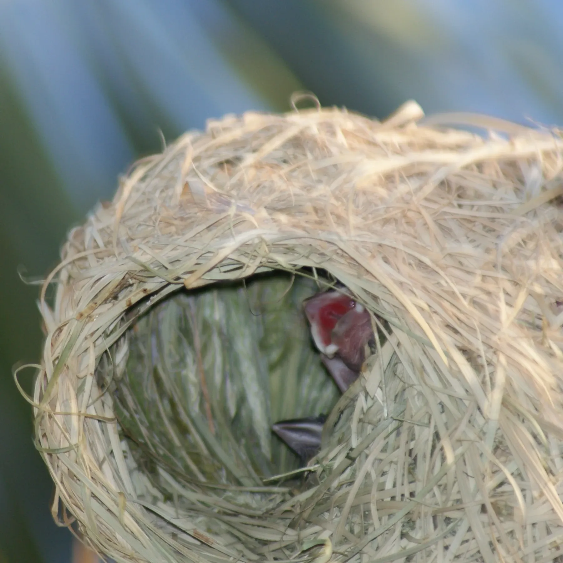 Inside a woven grass nest, a baby weaver's open pink mouth.