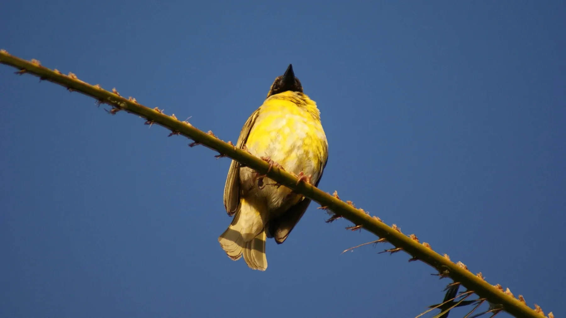 A yellow Cape Weaver perched on a thin branch against a clear blue sky.