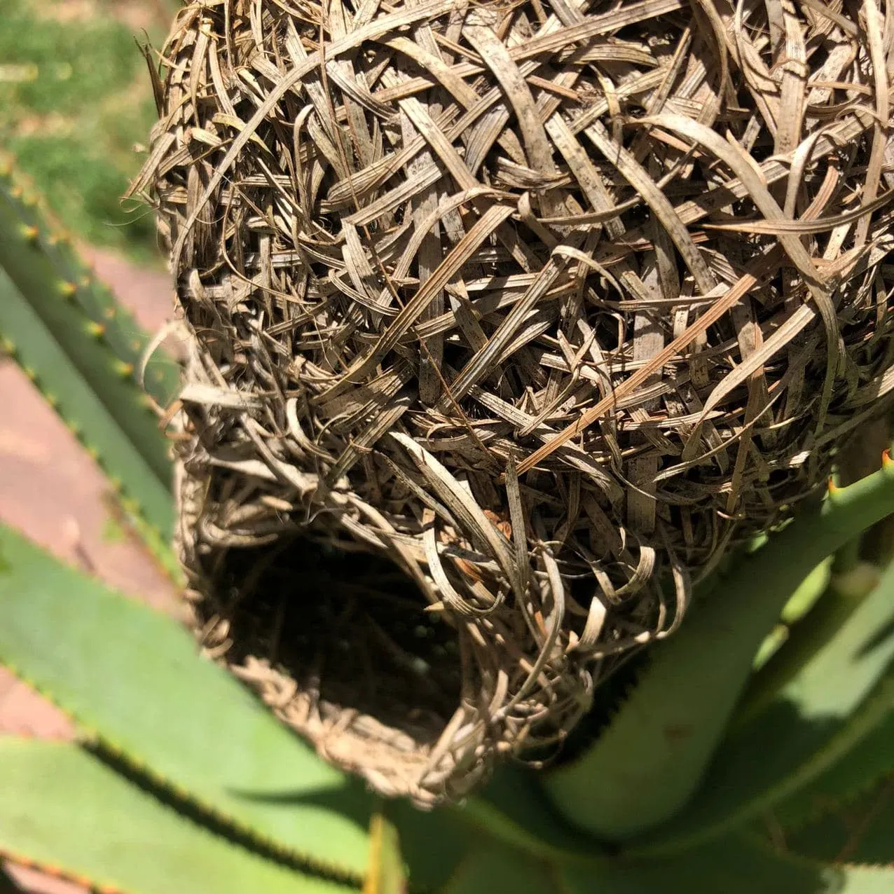 Close-up of a weaver's nest of woven grass, its entrance at the bottom, hanging over an aloe.
