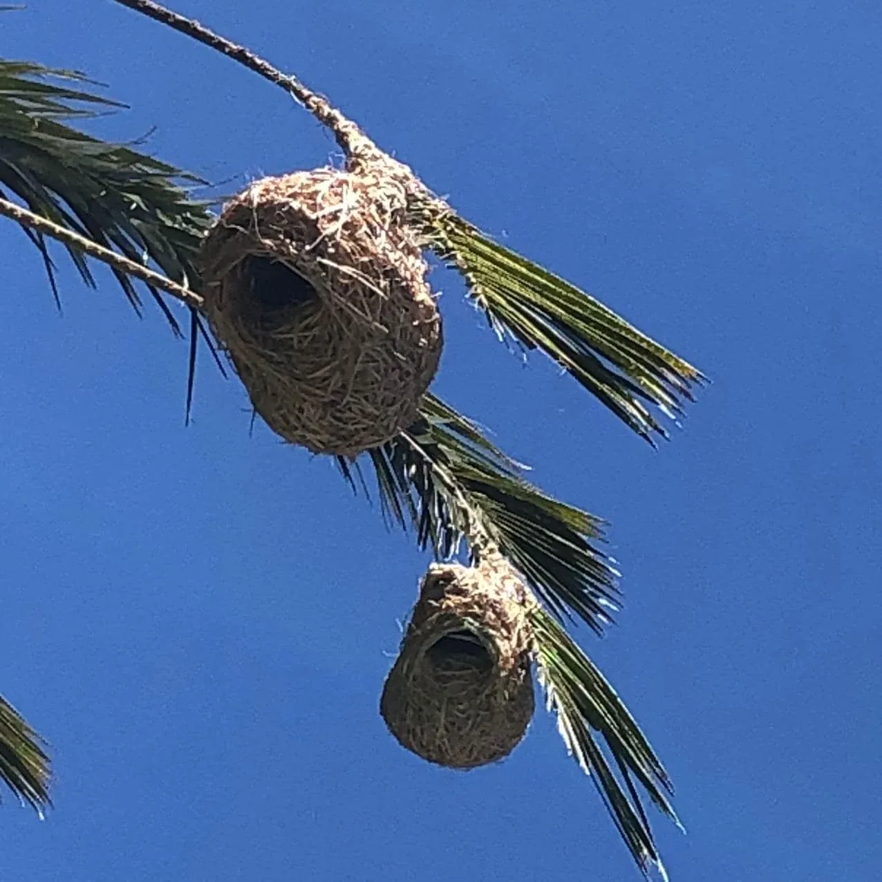 Two round grass nests hanging from palm fronds against a blue sky.